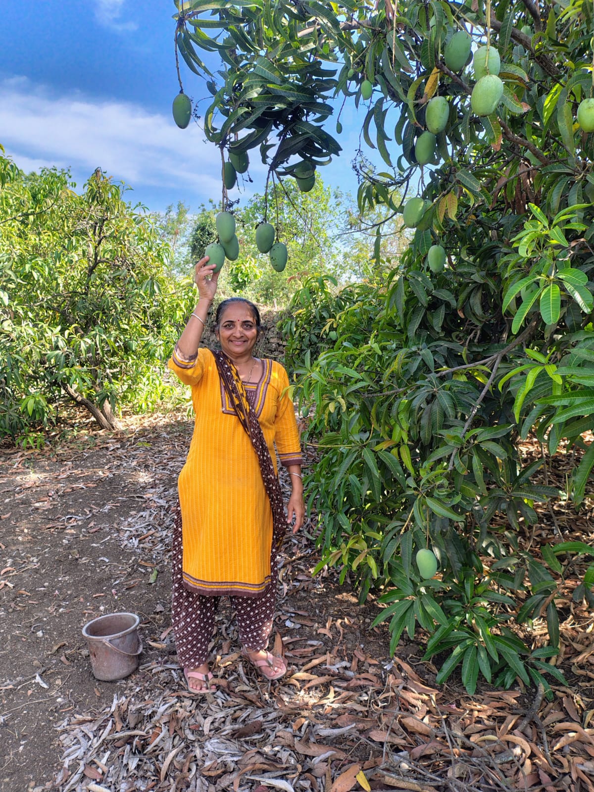 Kesar mangoes hanging on Gir Amrut Kesar Farms tree