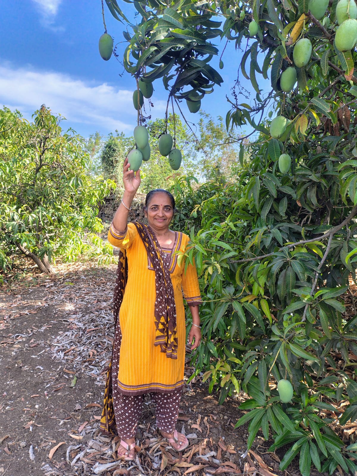 Kesar mango harvest at Gir Amrut Kesar Farms