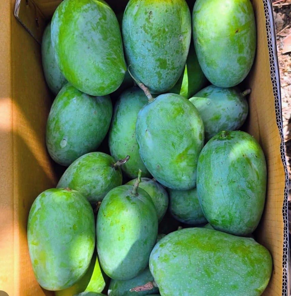 10 KG Kesar mango box from Gir Amrut Kesar Farms