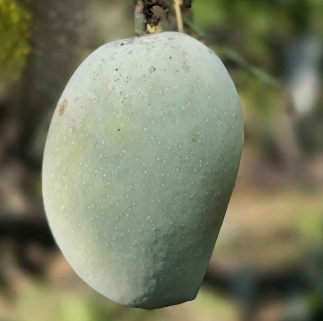 Close-up of Kesar mango on tree