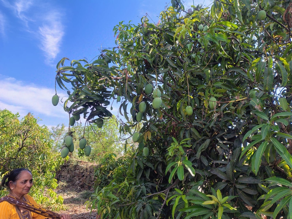 Kesar mangoes on tree