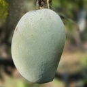 Kesar mango close-up